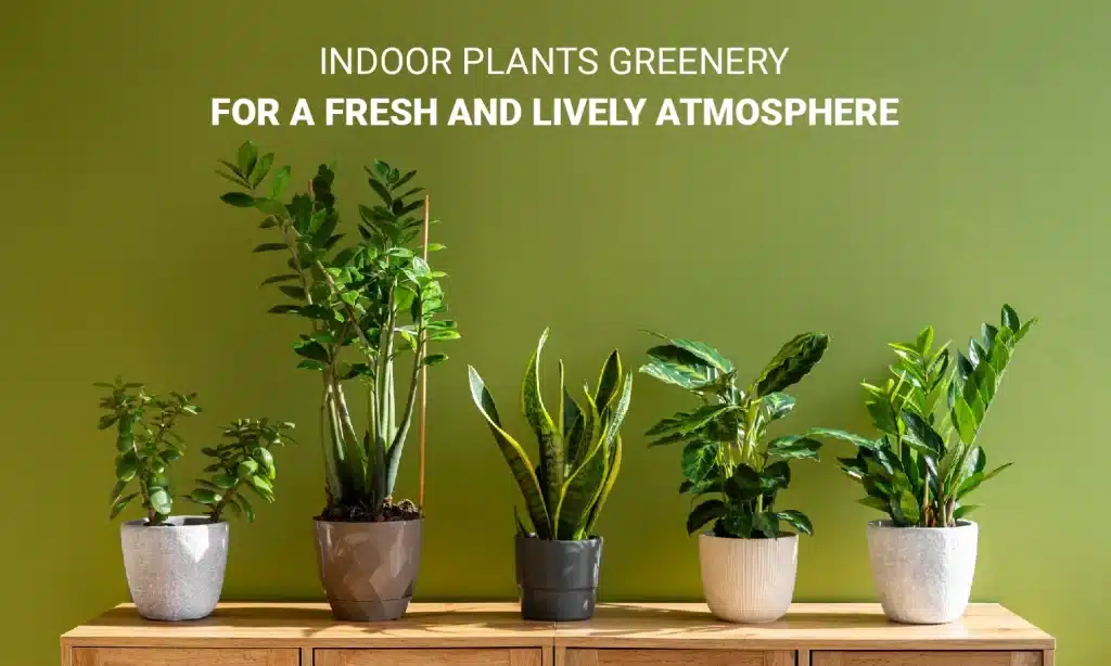 Indoor Plants - Greenery For A Fresh And Lively Atmosphere